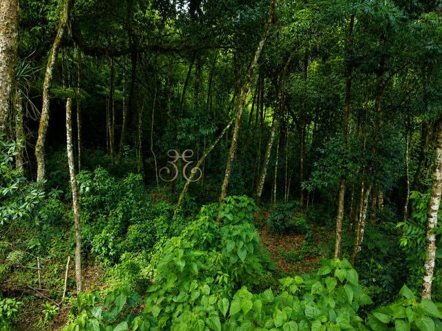 #298 - Terreno para Venda em Campos do Jordão - SP - 1