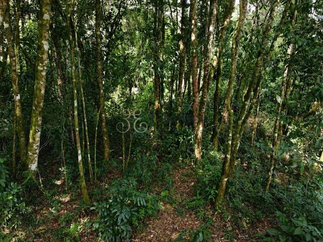 #298 - Terreno para Venda em Campos do Jordão - SP - 2